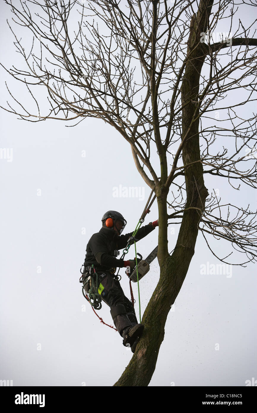 Tree surgeon working on a Ash Tree, UK Stock Photo
