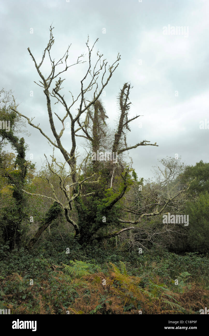 Old decayed tree hi-res stock photography and images - Alamy