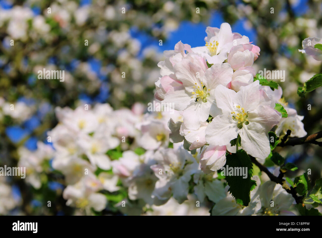 Apfelblüte - apple blossom 05 Stock Photo