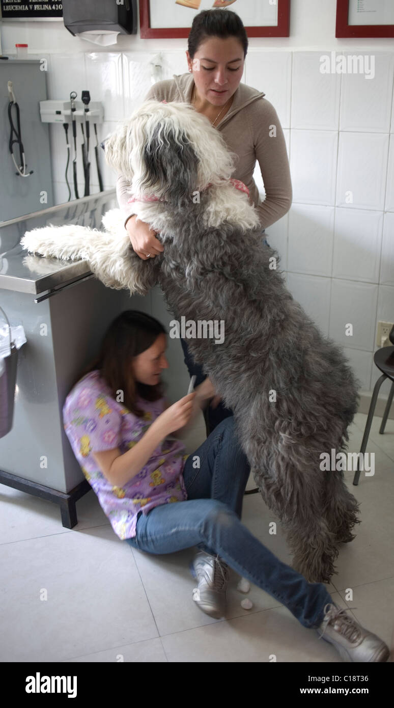 A woman holds her Old English Sheepdog as a veterinarian attends it at a Pet Hospital in Condesa, Mexico City, Mexico, February Stock Photo