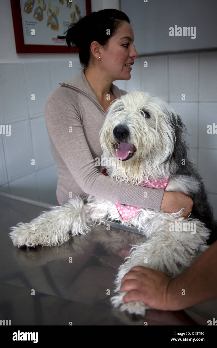 A woman holds her Old English Sheepdog at a Pet Hospital in Condesa, Mexico City, Mexico, February 11, 2011. Stock Photo