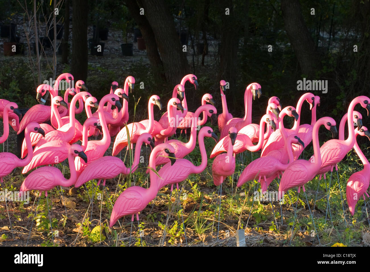 Flock of very pink plastic flamingos in the forest Stock Photo Alamy