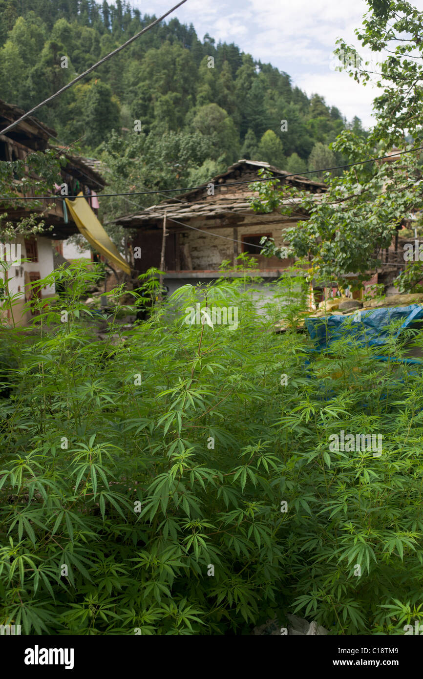 Marijuana plants growing wild in Old Manali, Manali, Himachal Pradesh, India Stock Photo