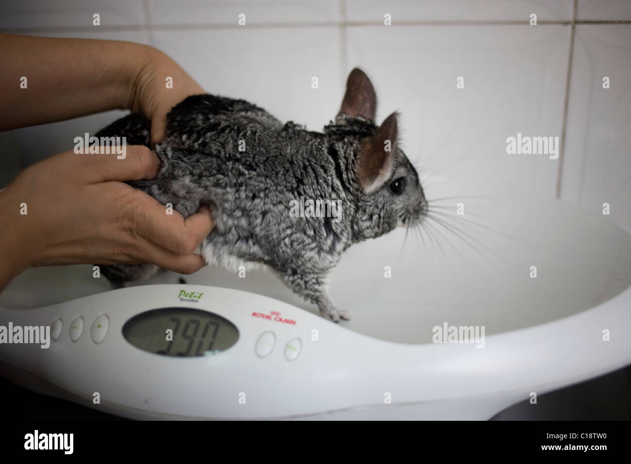 A veterinarian weighs a chinchilla at a Pet Hospital in Condesa, Mexico