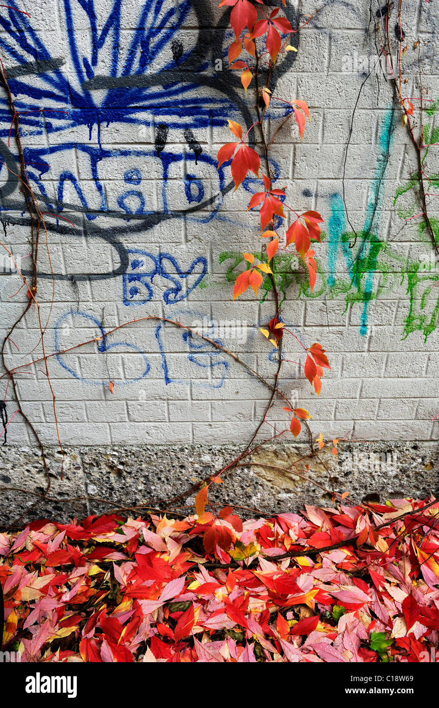 Graffiti, autumnal leaves, Virginia Creeper (Parthenocissus quinquefolia), Bavaria, Germany, Europe Stock Photo