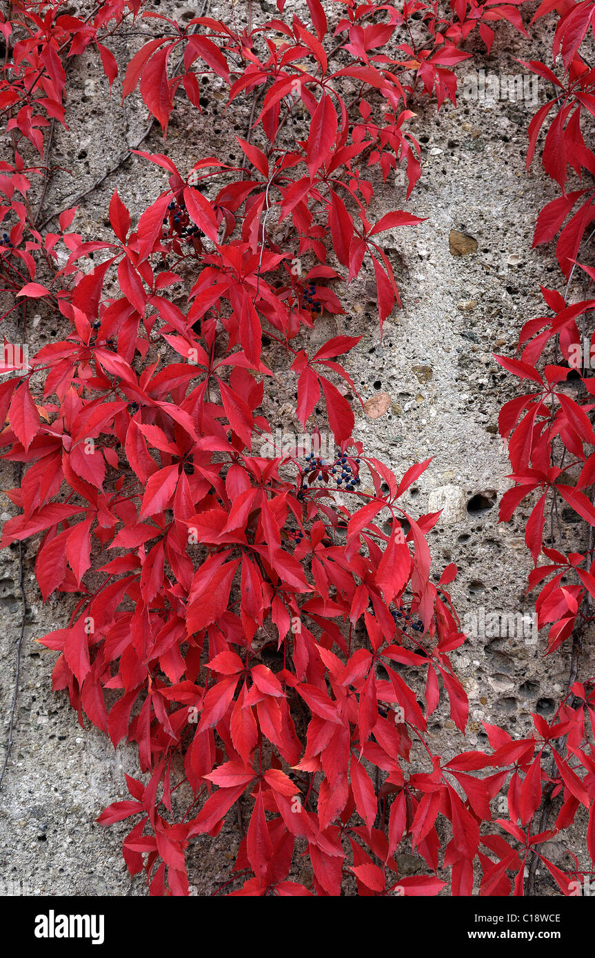 Autumnal leaves, Virginia Creeper (Parthenocissus quinquefolia), Bavaria, Germany, Europe Stock Photo