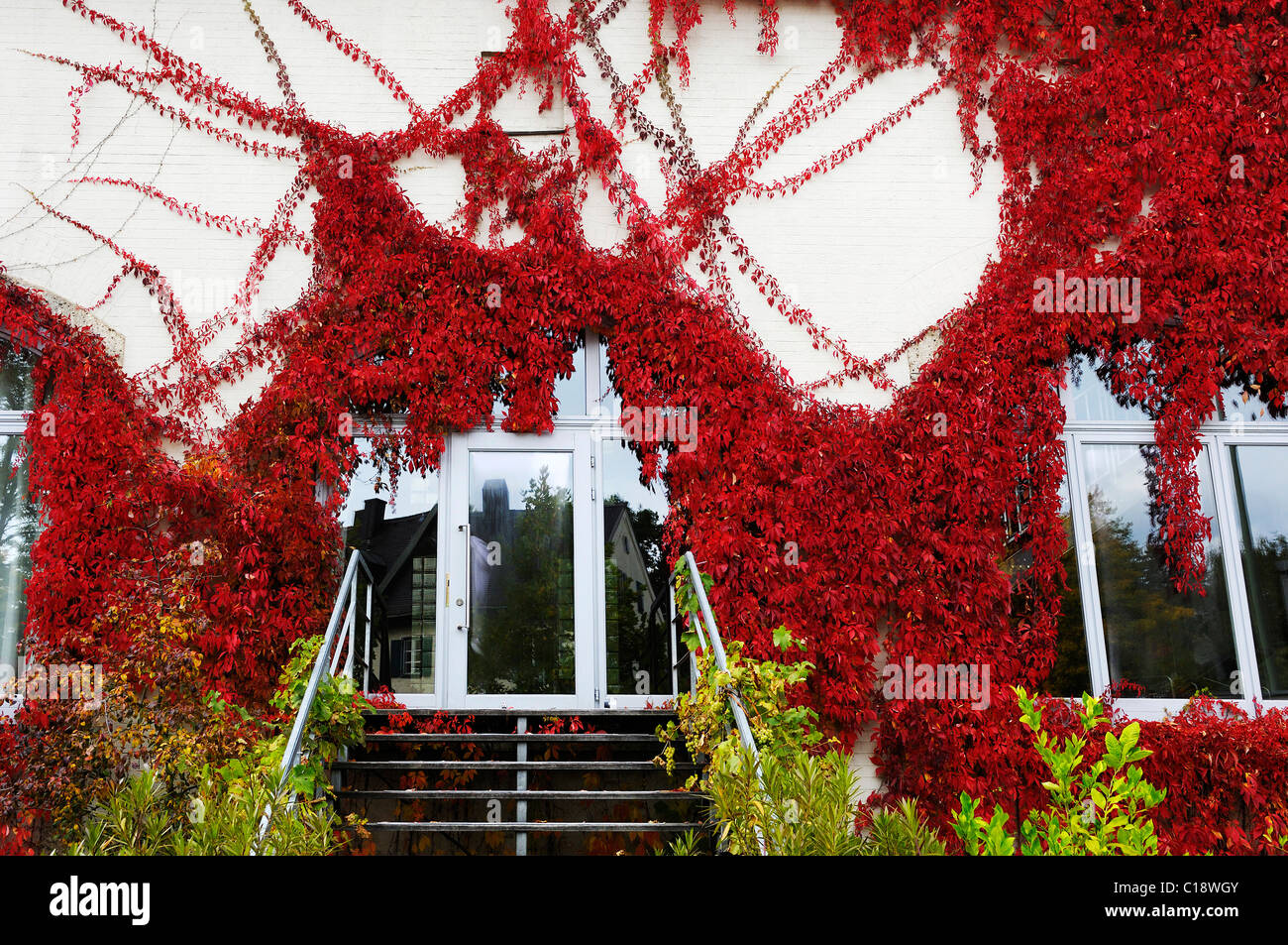 Entrance surrounded by autumnal leaves, Virginia Creeper (Parthenocissus quinquefolia), Bavaria, Germany, Europe Stock Photo
