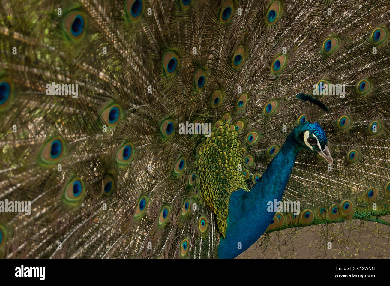 Close up of peacock Stock Photo - Alamy