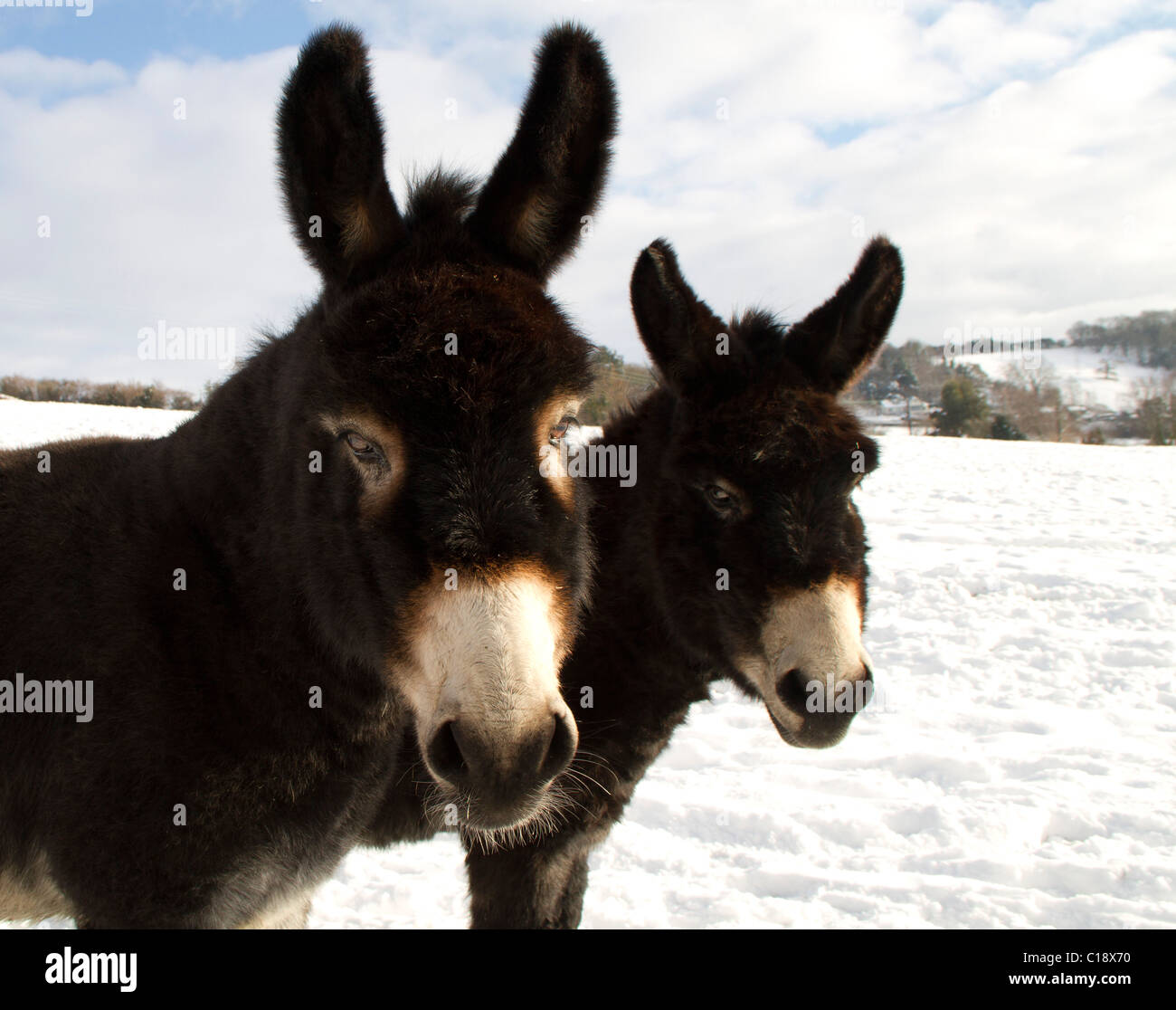 Two donkeys in the snow Stock Photo
