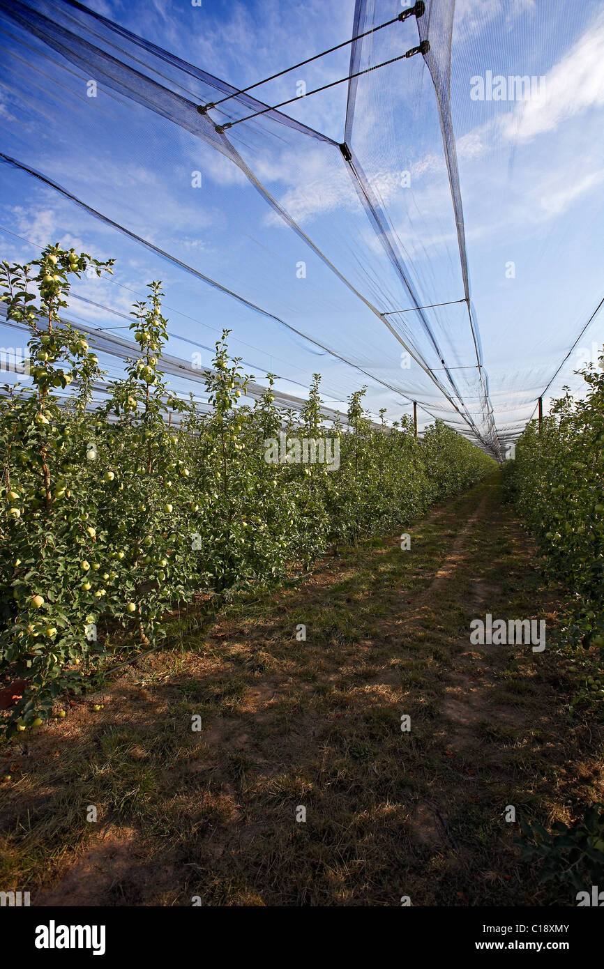 Apple tree net protection against hailstorm in LLeida. Spain Stock