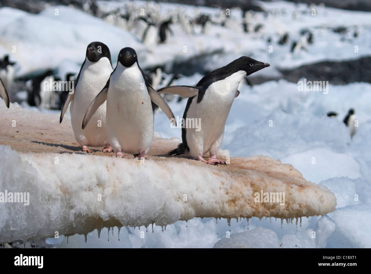 Adelie Penguin Colony at Antarctica. Taken at Hope Bay on a sunny day ...