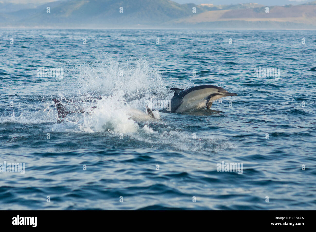 Long-beaked common dolphin, Delphinus capensis. Sardine run, wildcoast, South Africa Stock Photo