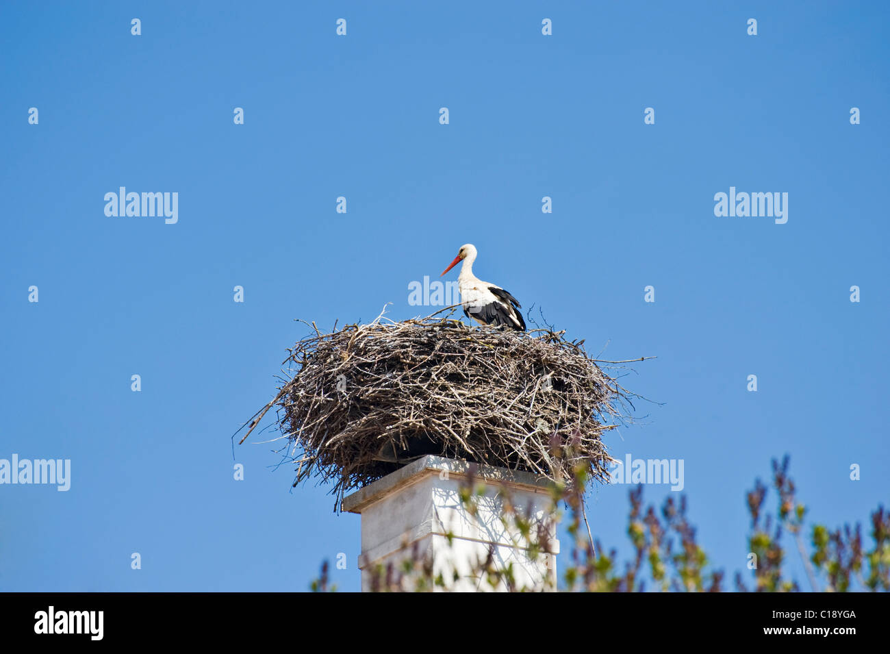 Stork's nest with a Stork (Ciconiidae) perched on a nest above a chimney stack, Krumbach, Lower Austria, Austria, Europe Stock Photo