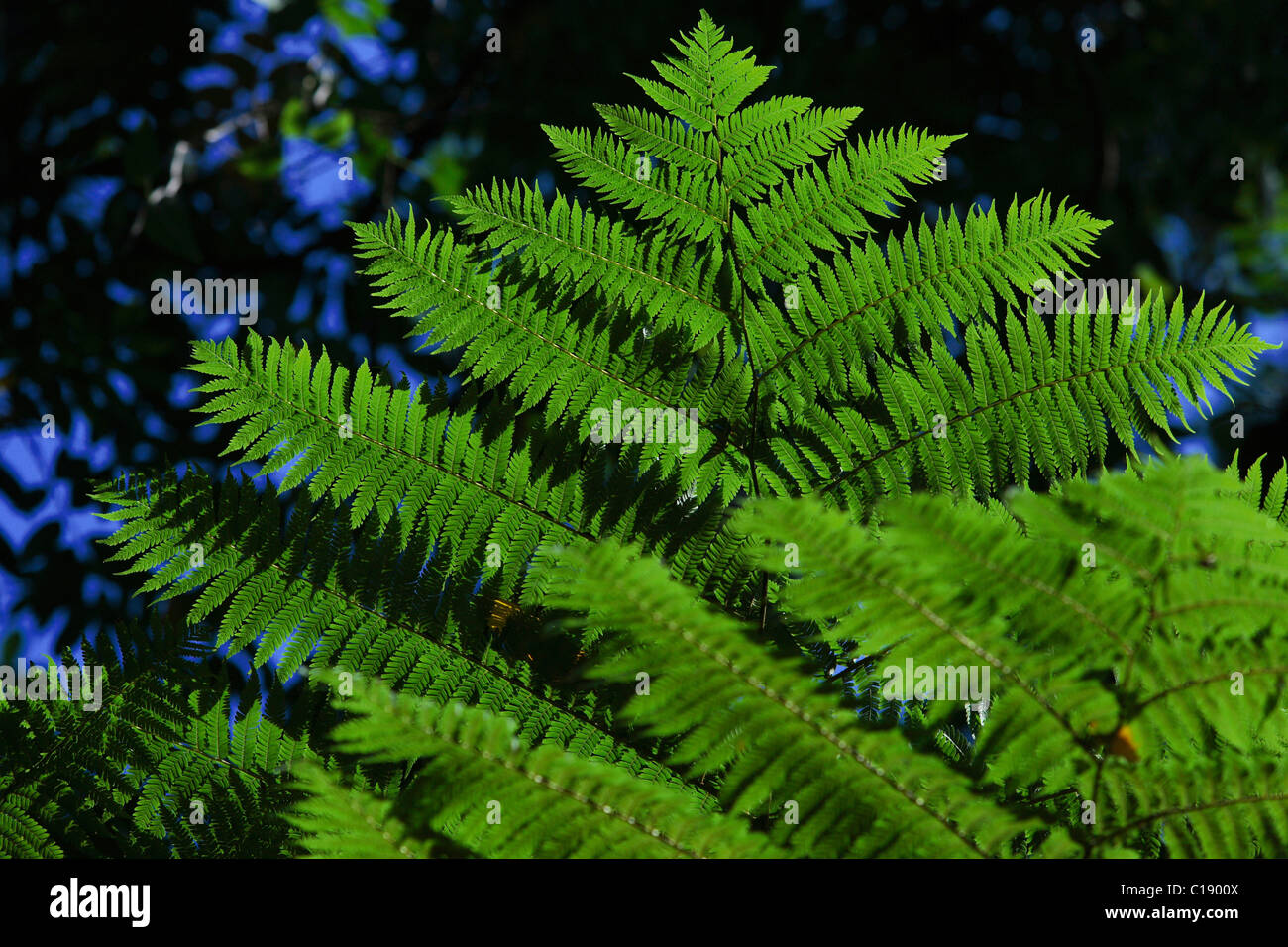Tree Fern (Cyatheales), Onomea Bay, Hawaii, USA Stock Photo