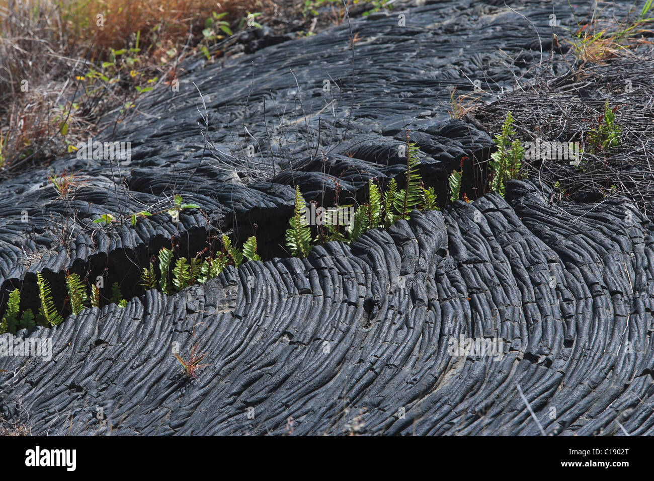 Cooled lava in Volcano Park on the south coast of Big Island, Hawaii, USA Stock Photo