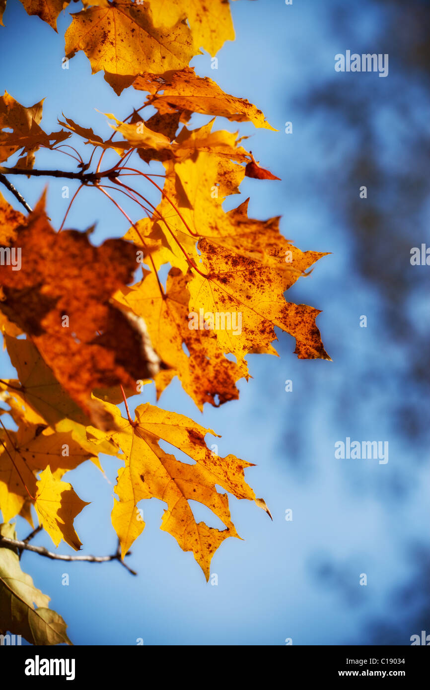 Maples with yellow leaves hi-res stock photography and images - Alamy