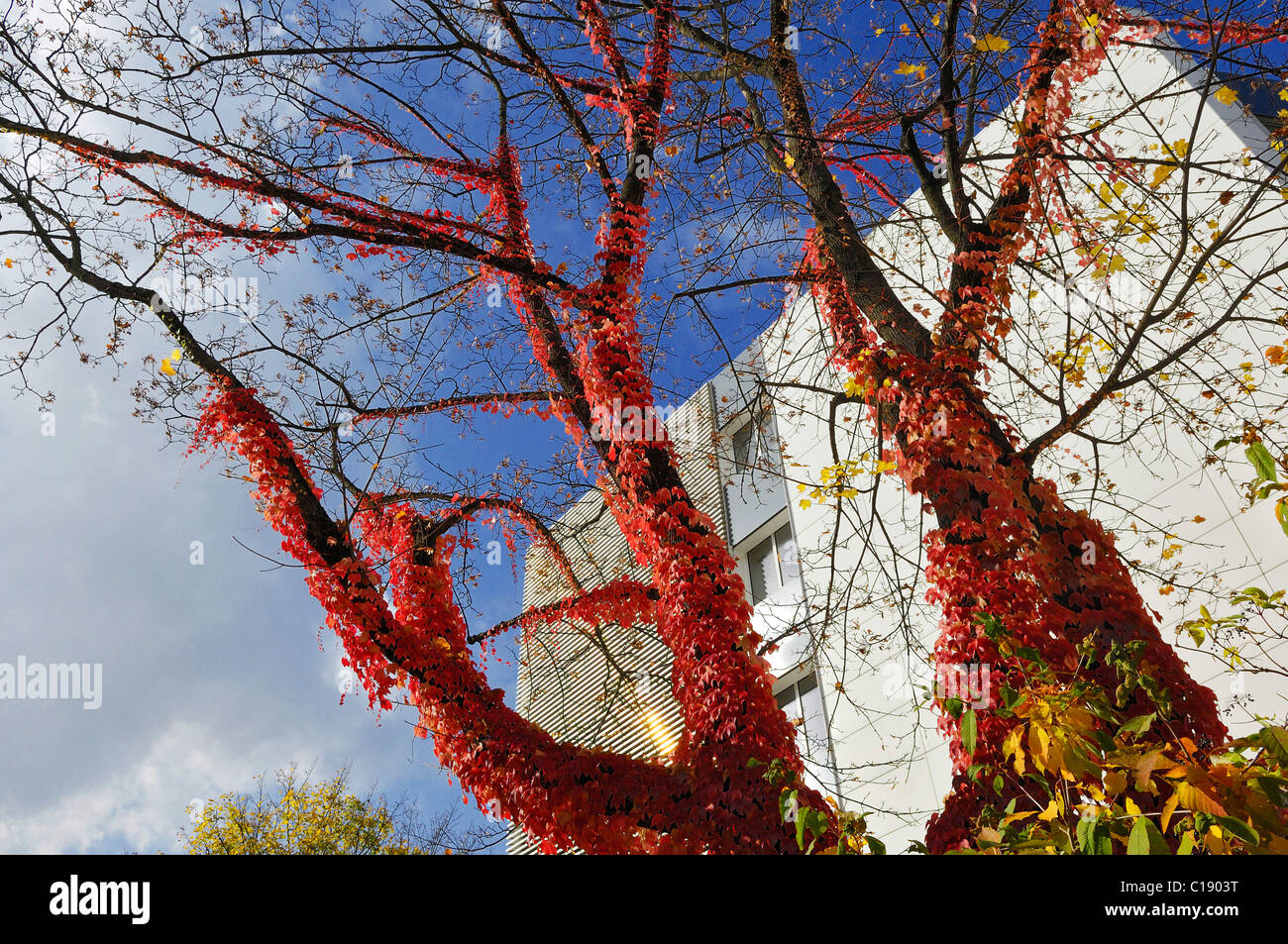 Overgrown tree, Boston Ivy (Parthenocissus tricuspidata), Munich, Bavaria, Germany, Europe Stock Photo