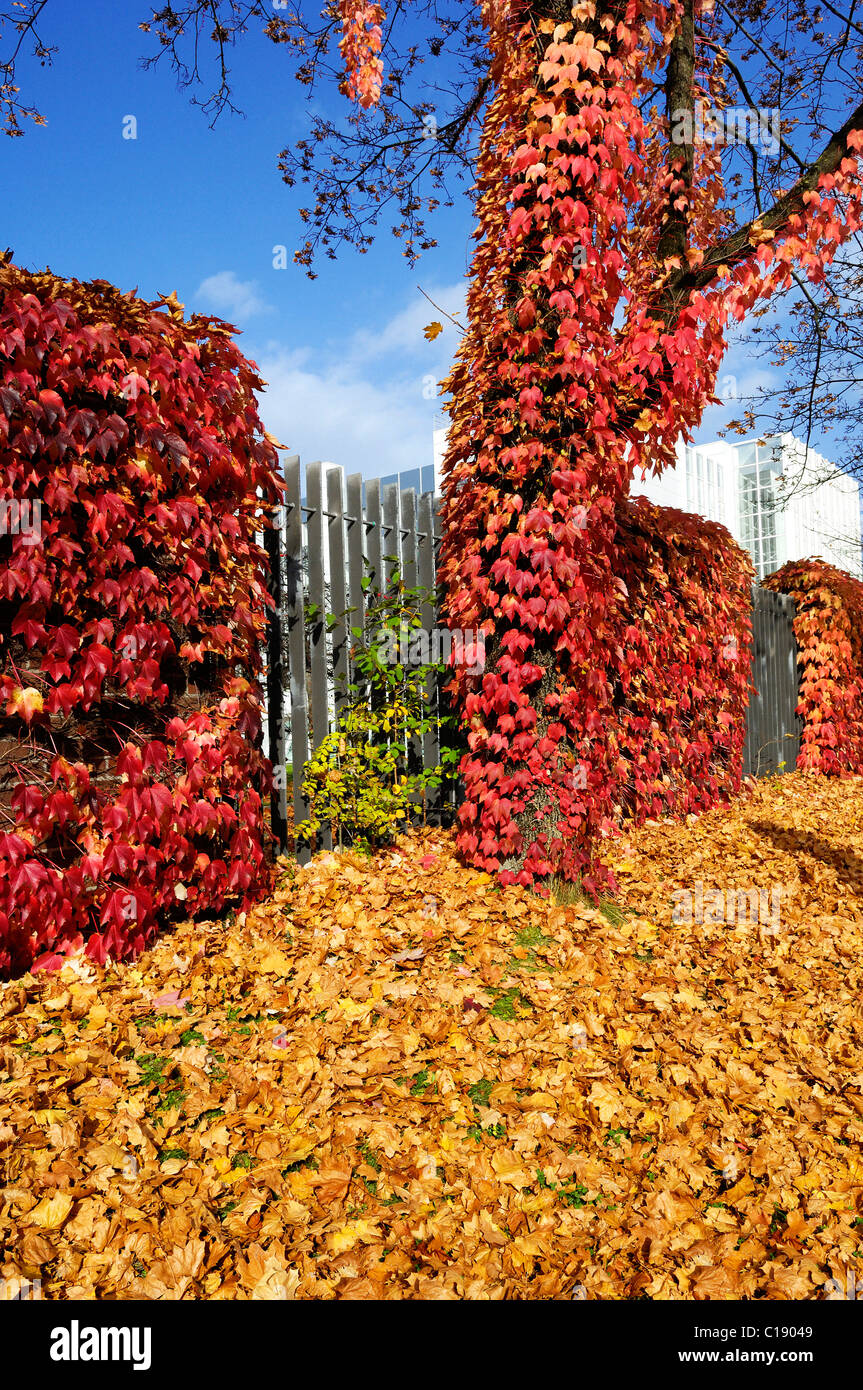 Overgrown tree and wall, Boston Ivy (Parthenocissus tricuspidata), Munich,  Bavaria, Germany, Europe Stock Photo - Alamy