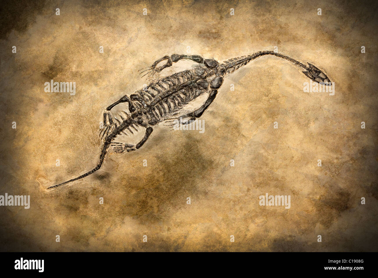 Fossil of a prehistoric creature. Stock Photo