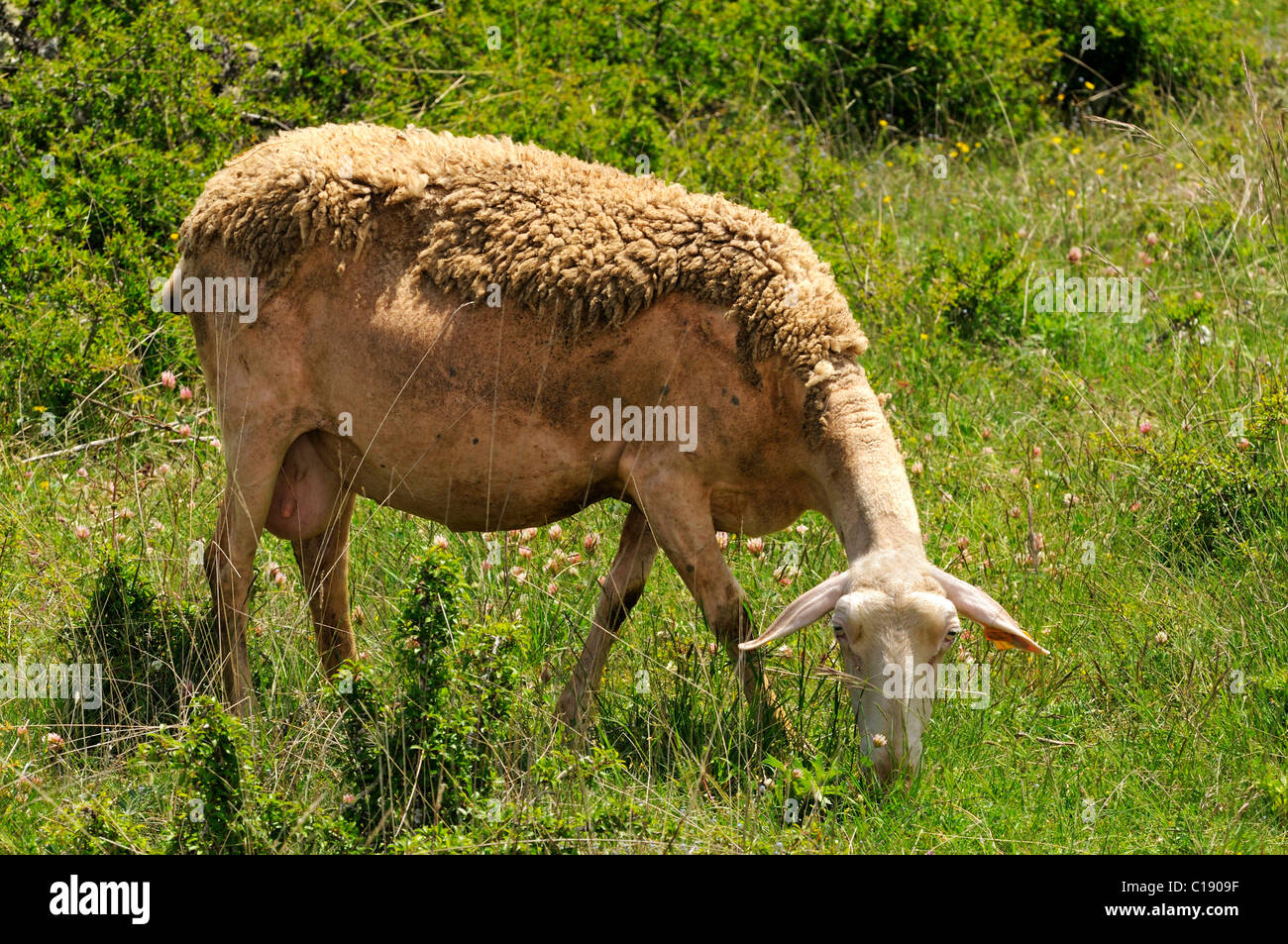 Lacaune dairy sheep with the race-typical coat on the Causse Méjean plateau, Roquefort region, France, Europe Stock Photo