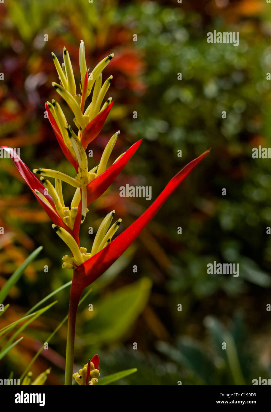 An exotic flower in a Goan garden Stock Photo Alamy