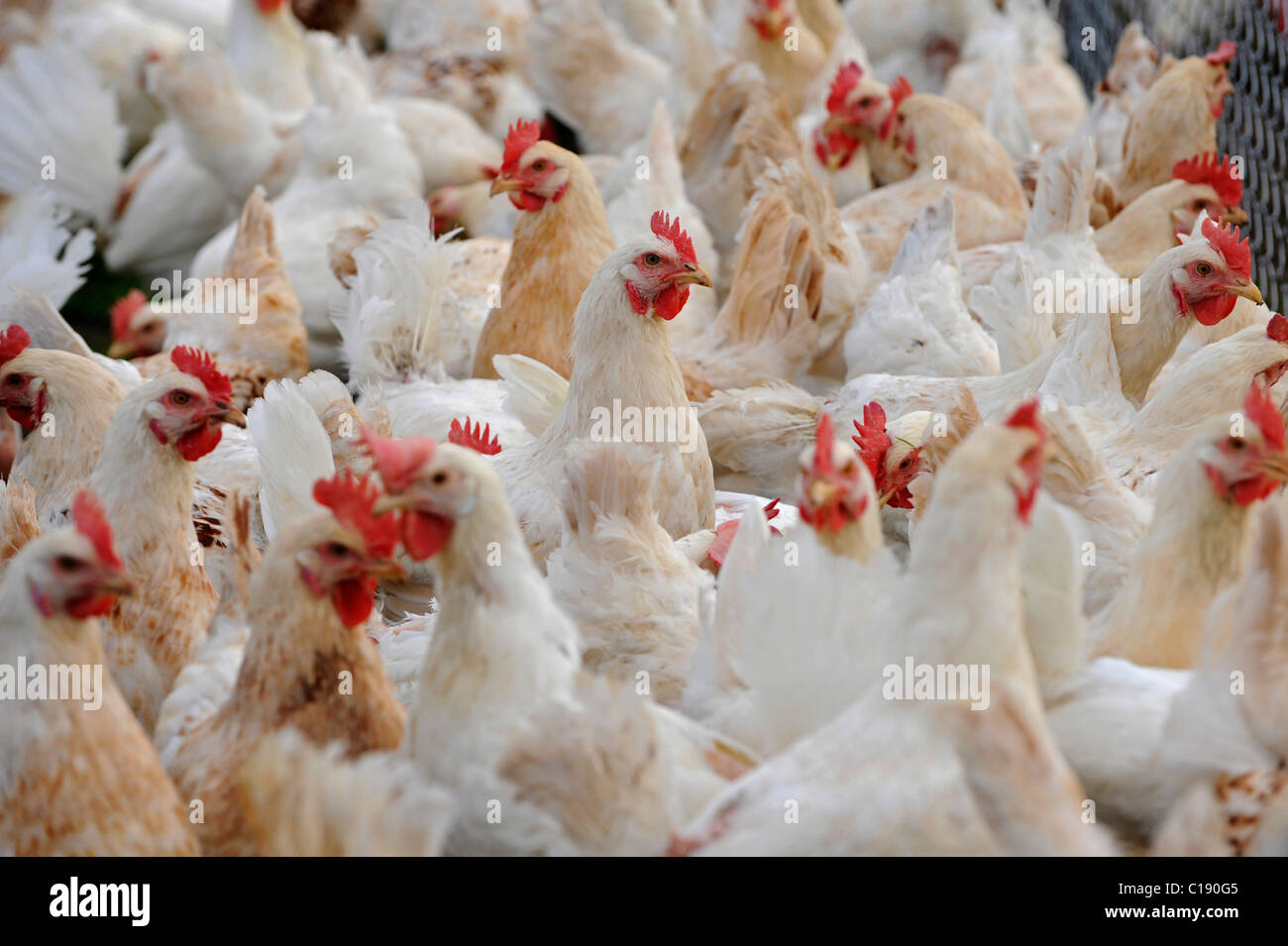 Chickens, poultry, on free-range chicken farm Stock Photo