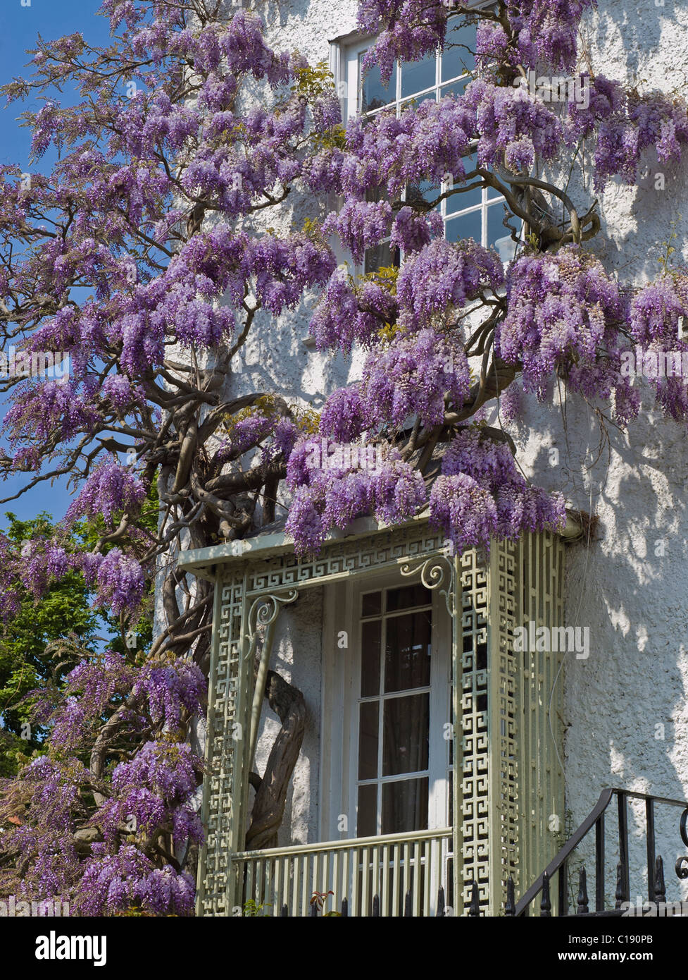 Wisteria in bloom and growing over the front of a house in London Stock
