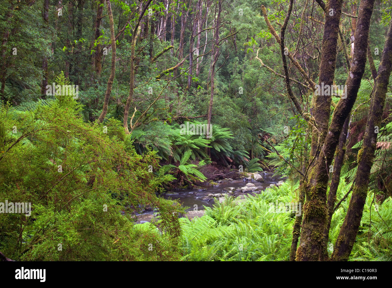 Aire River, Great Otway National Park, Victoria, Australia Stock Photo