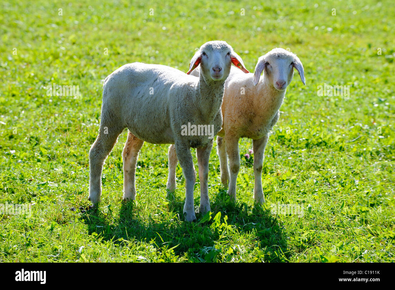 Sheep and lambs (Ovis aries) Stock Photo