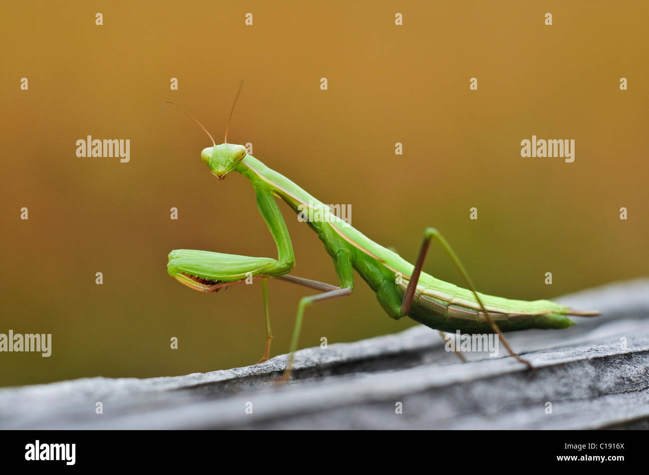 Praying Mantis (Mantodea) Stock Photo