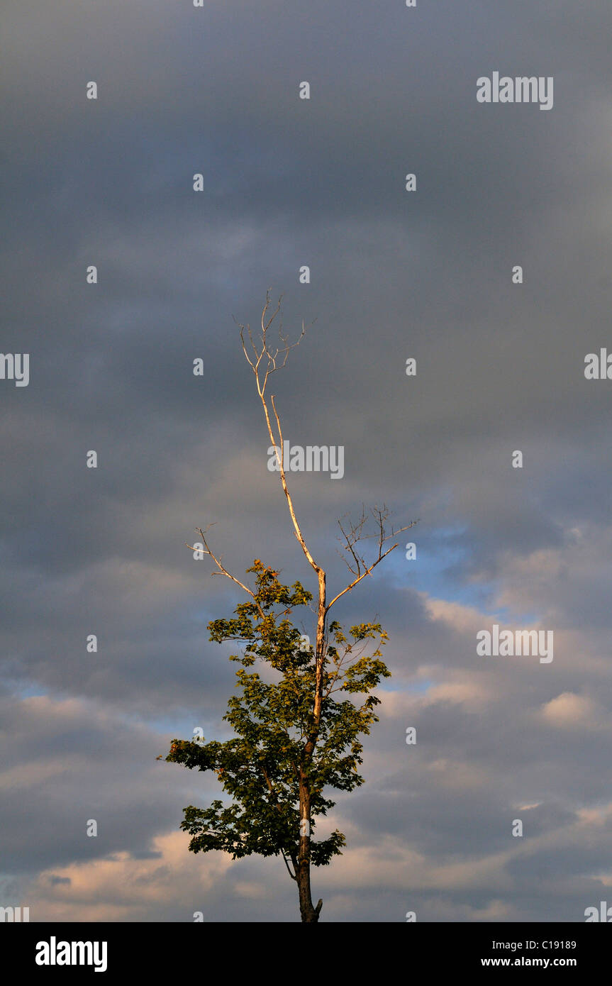 Dying plants hires stock photography and images Alamy