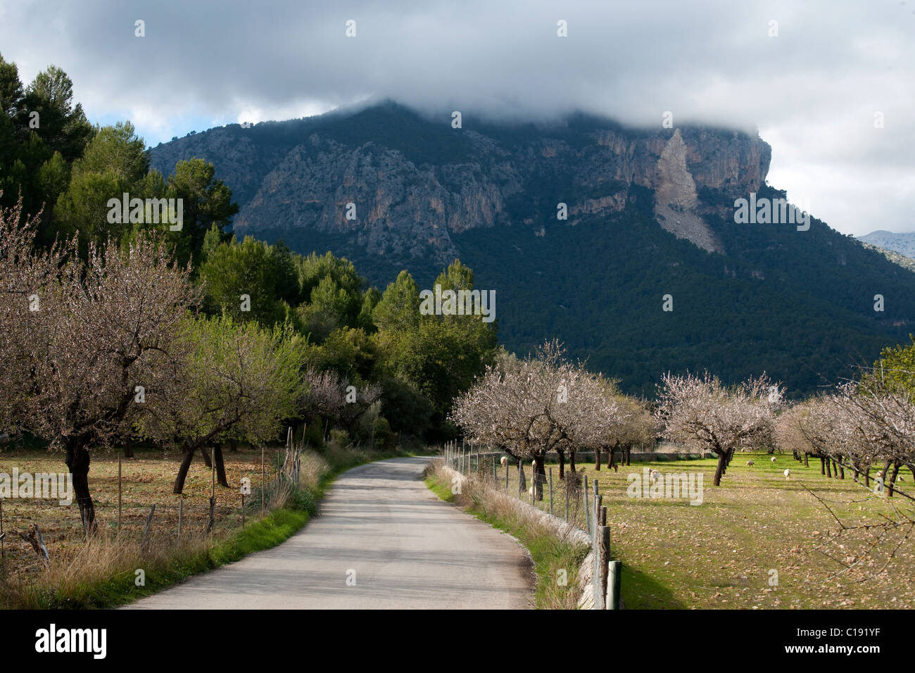 flourishing almond trees, Serra de Tramuntana with Soucadena mountain, Mallorca, Spain, 2011 Stock Photo