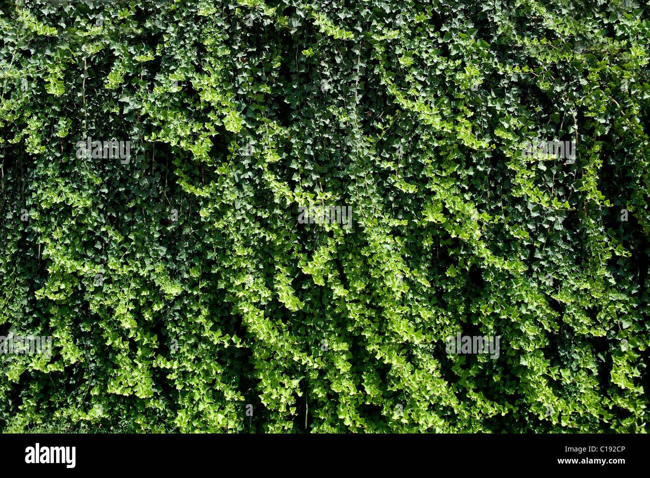 Ivy or Common Ivy or English Ivy (Hedera helix), background Stock Photo