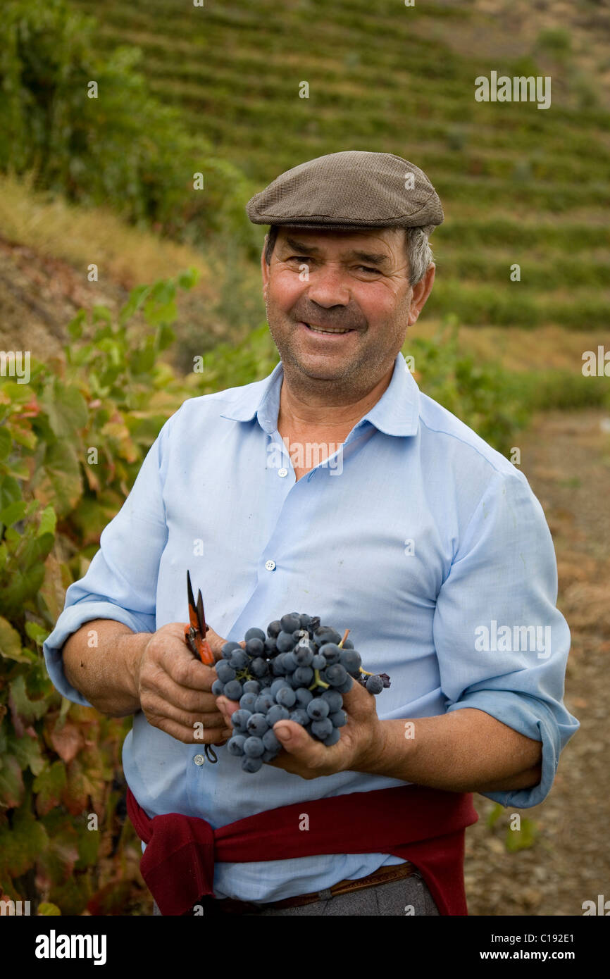 Man harvesting grapes on the Quinta de Calabria vineyard, cultivation of Touriga Francesa grapes, belonging to the oenologist Stock Photo