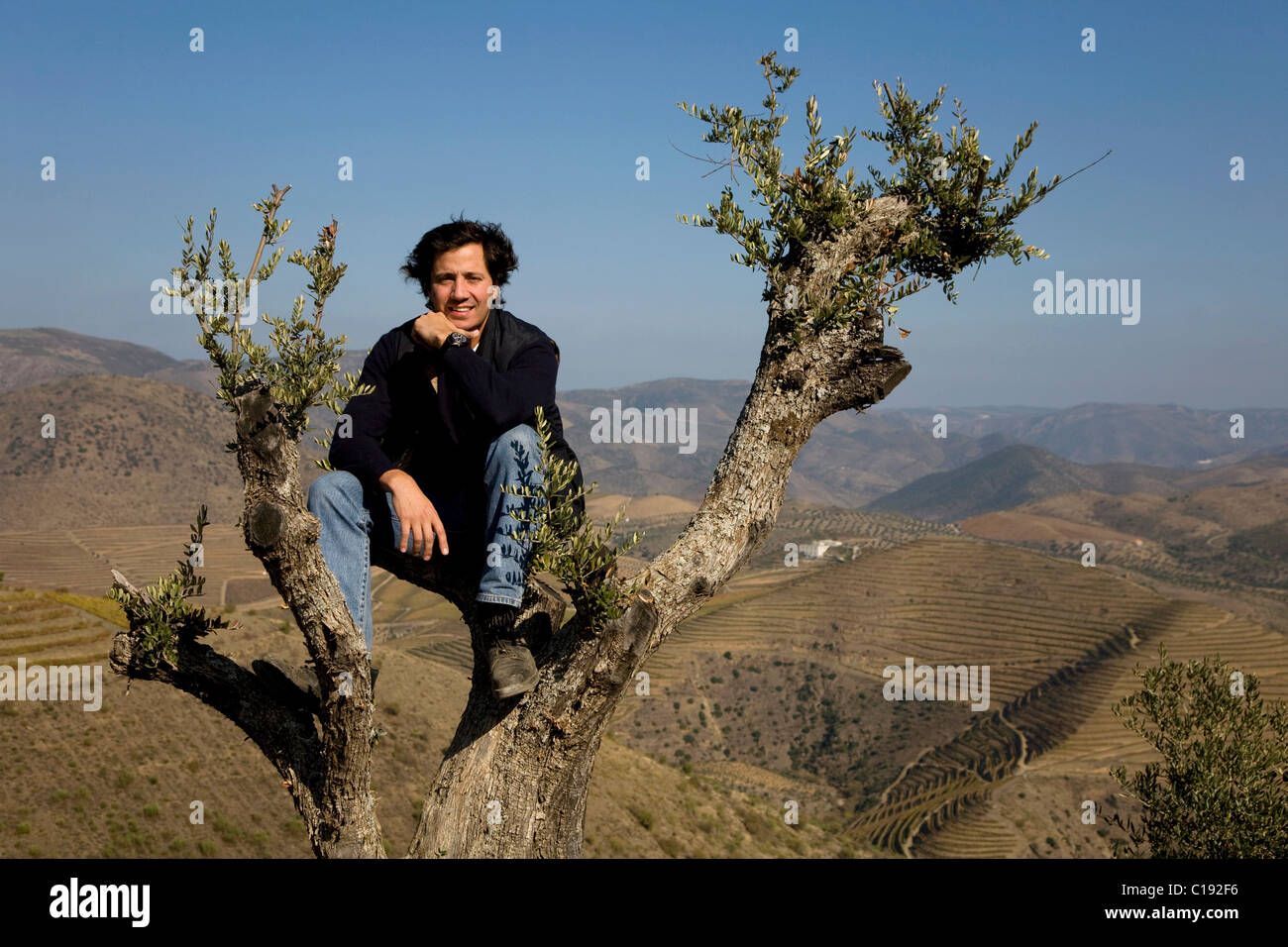 Filipe Madeira, head of the olive oil from CARM, sitting on a tree, Douro superior area, North Portugal, Portugal, Europe Stock Photo