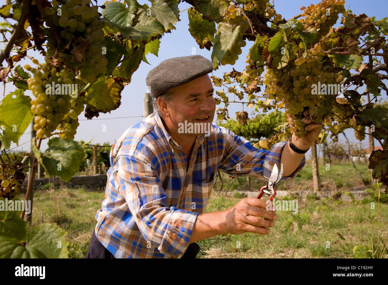 Man harvesting grapes on the Pazo d'Anha, cultivation of Trajadura grapes for Anselmo Mendes' Vinho Verde wine, Minho area Stock Photo