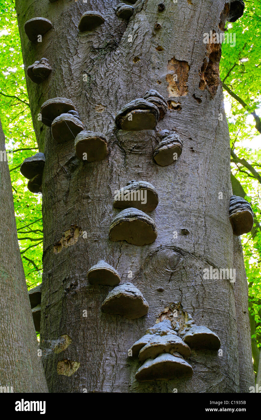 Horse's Hoof Fungus (Fomes fomentarius) on a old Beech tree (Fagus sylvatica) Stock Photo