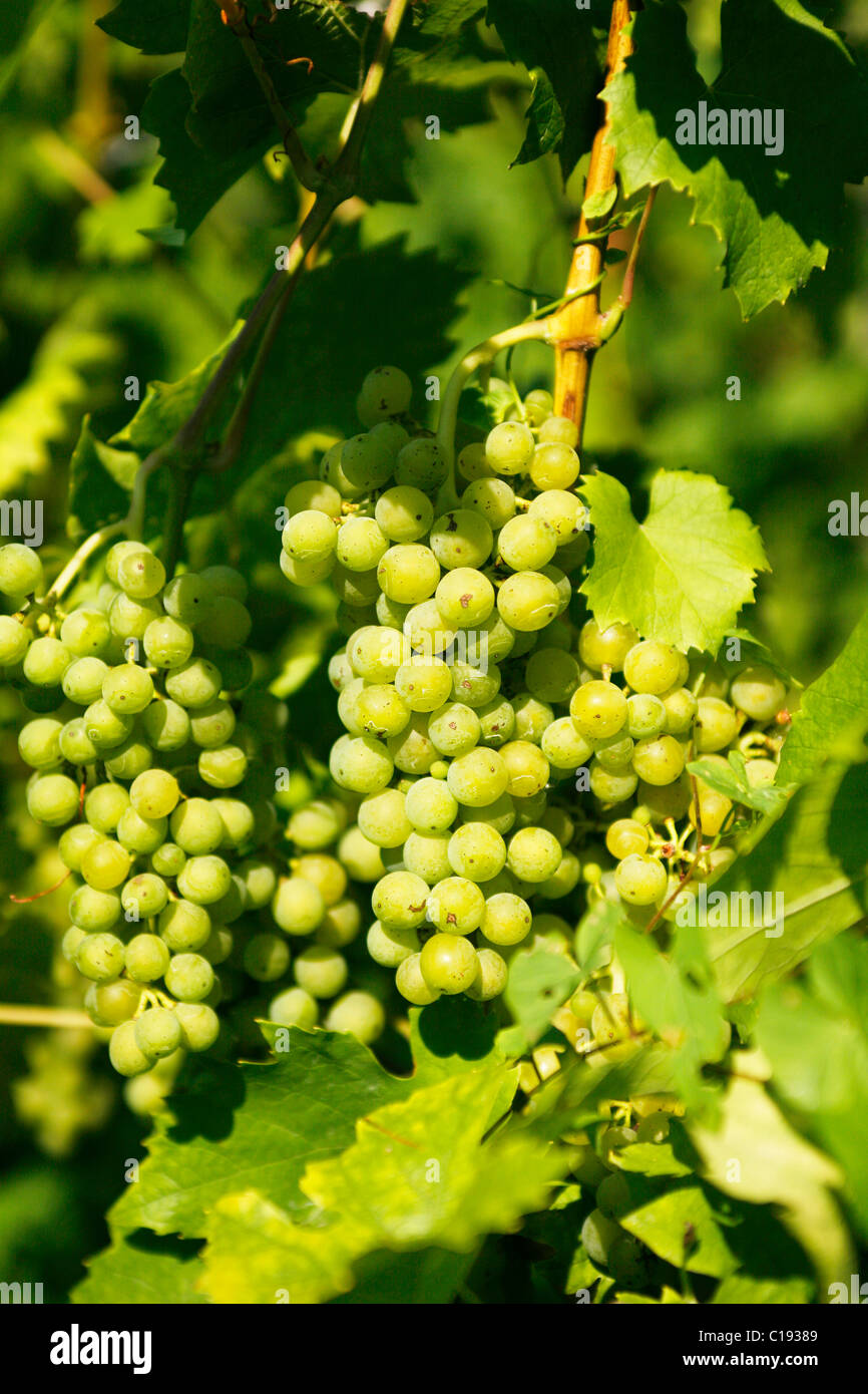 Young grape vines, vineyards, Bad Honnef, Drachenfels, Siebengebirge