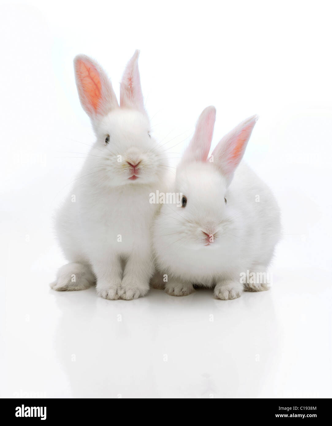 Two white rabbits Stock Photo Alamy