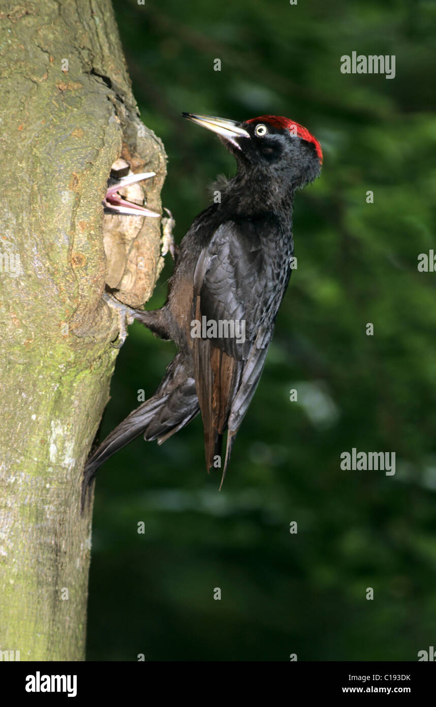 Black Woodpecker (Dryocopus martius), male feeding young birds in a hollow tree Stock Photo
