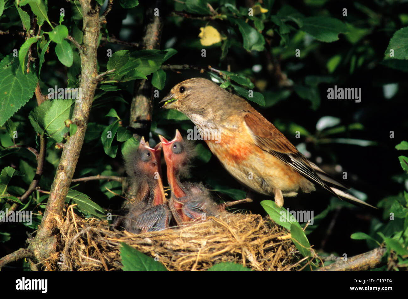 Linnet (Acanthis cannabina), male, feeding young birds in its nest Stock Photo