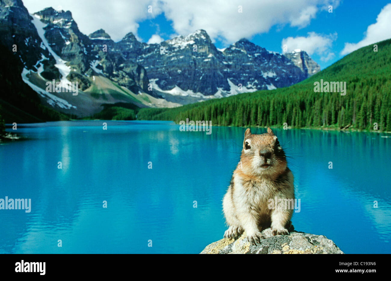 Gopher in front of Moraine Lake in Banff National Park, Alberta, Canada, North America Stock Photo