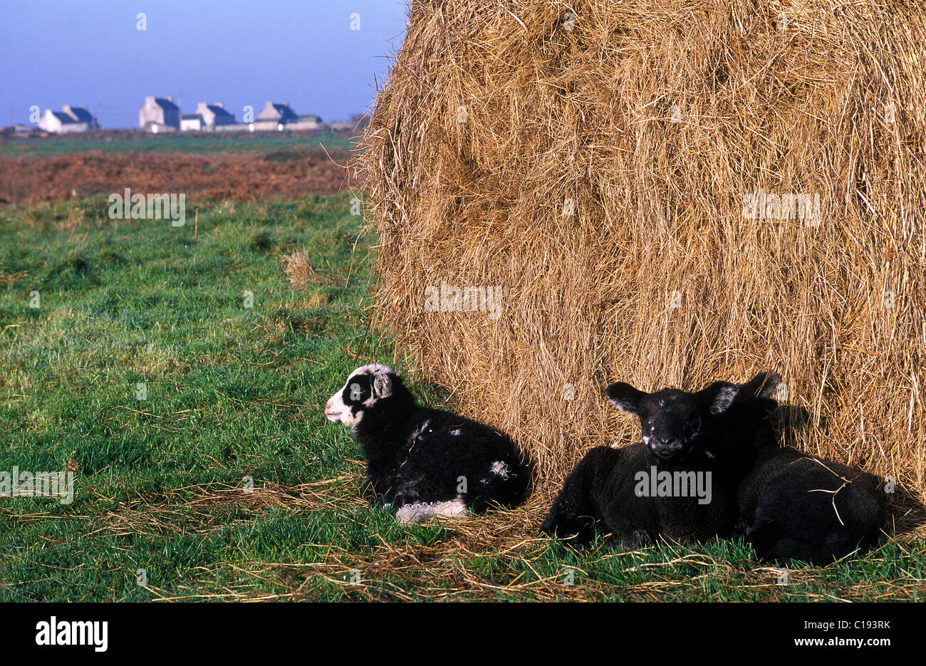 France, Finistere, Ouessant Island, young sheep near Keranchas Stock Photo