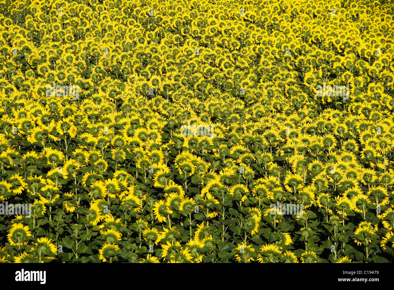 Field of sunflowers (Helianthus annuus) Stock Photo