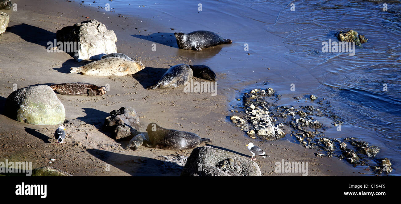 Baby Seals Stock Photo
