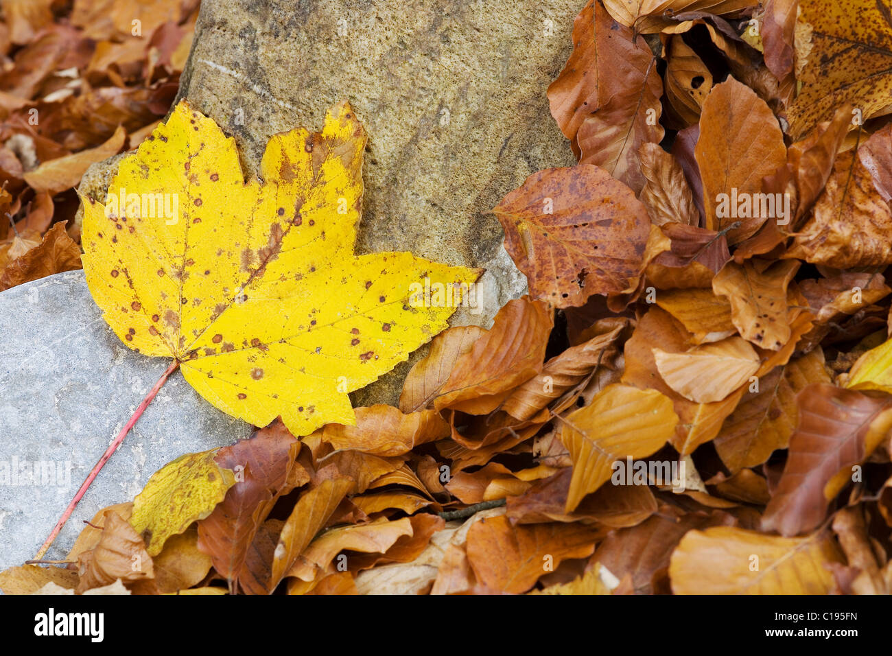 Yellow oak leaf on a stone surrounded by dried beech leaves Stock Photo
