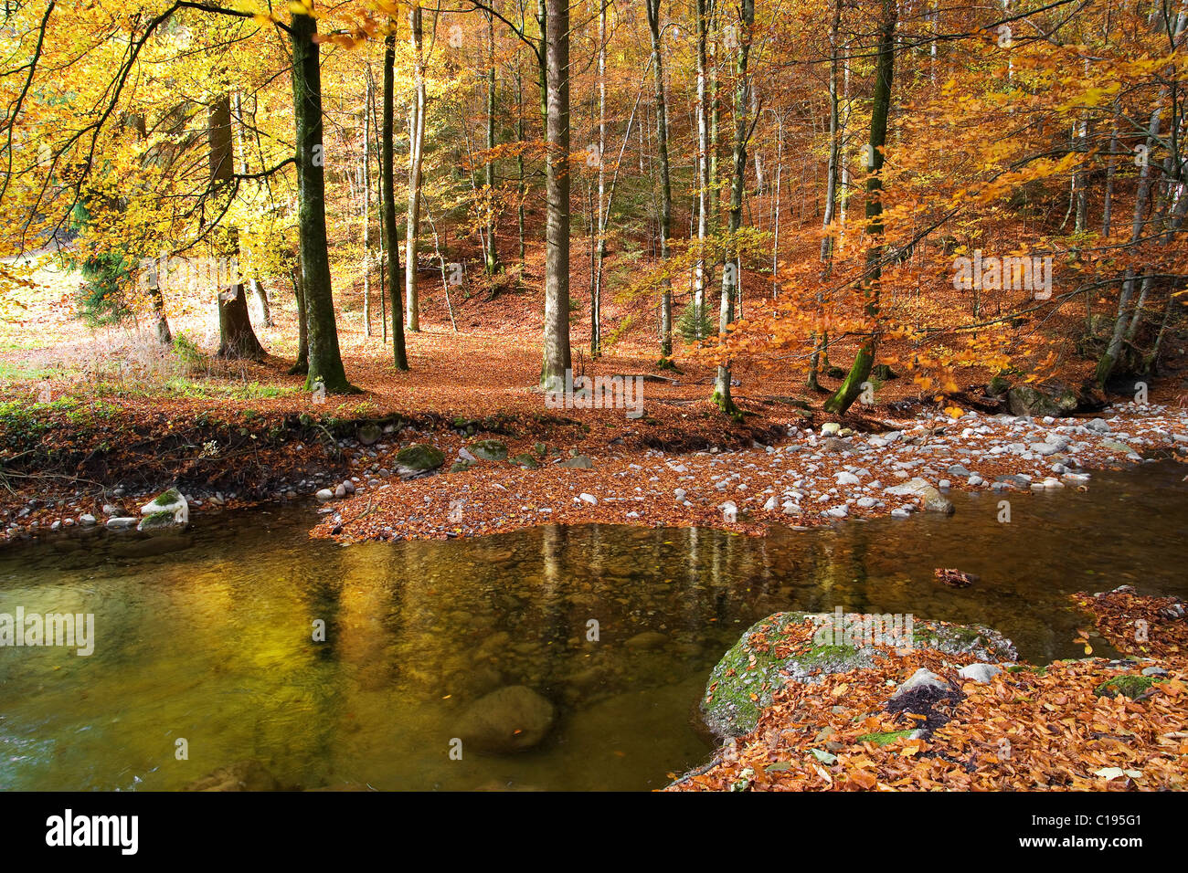 Nesslera stream running through an autumn forest in the Sense District or Sensebezirk in the Freiburg Canton, Switzerland Stock Photo