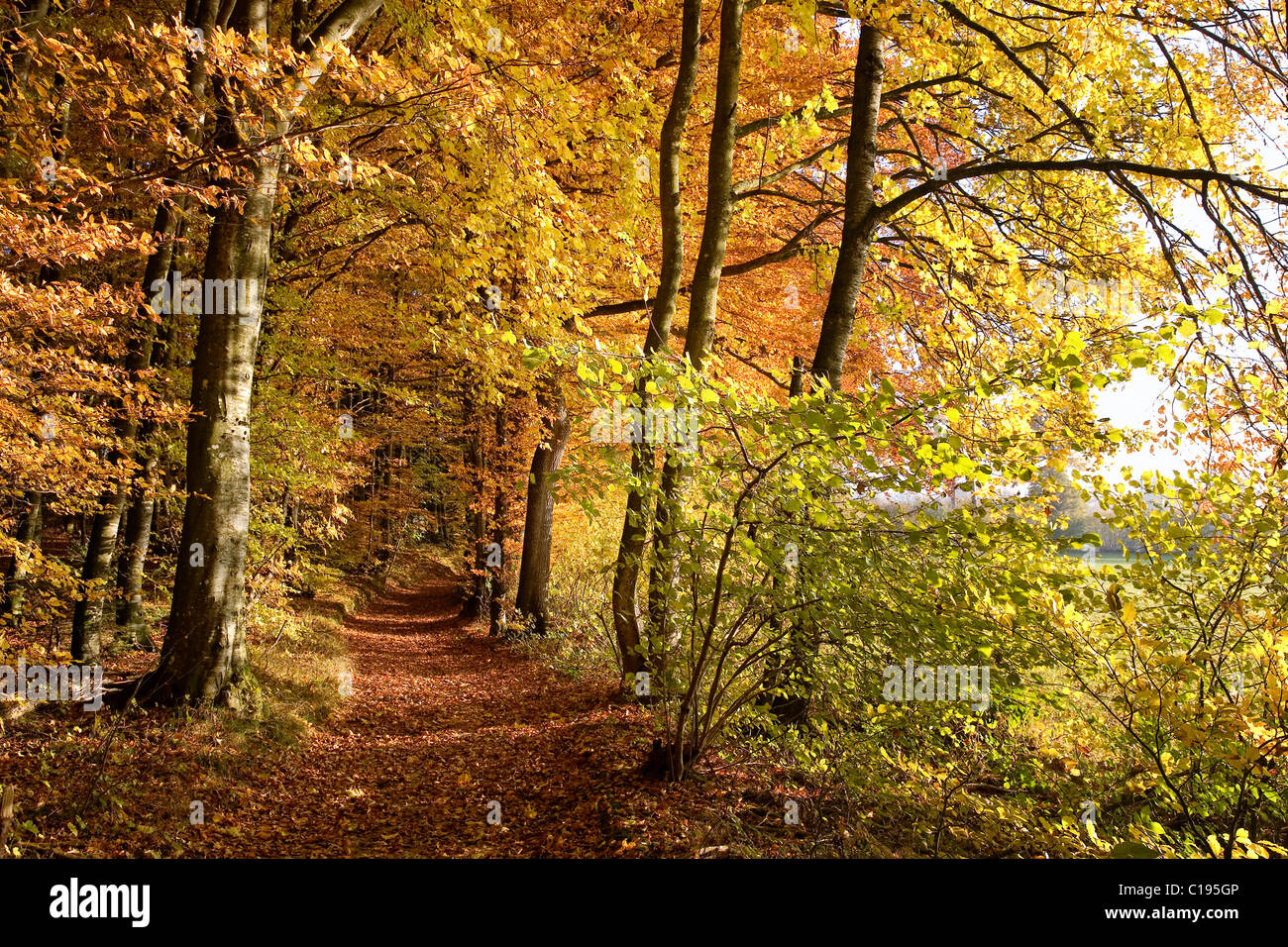 Path through an autumn forest in the Sense District or Sensebezirk in the Freiburg Canton, Switzerland, Europe Stock Photo