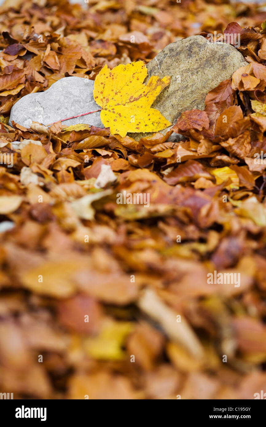 Yellow oak leaf on a stone surrounded by dried beech leaves Stock Photo