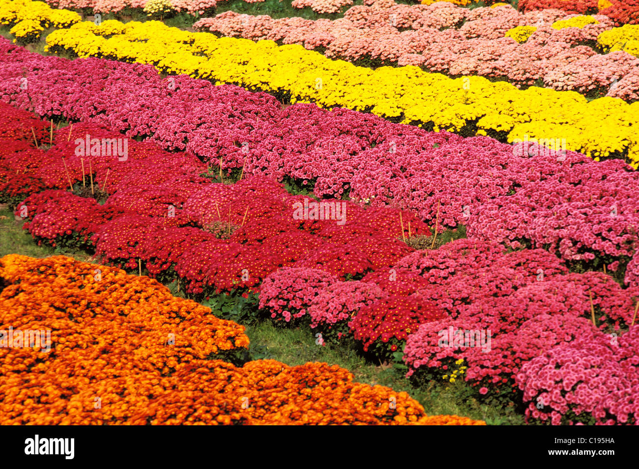 France, Isere, chrysanthemum cultivation Stock Photo Alamy